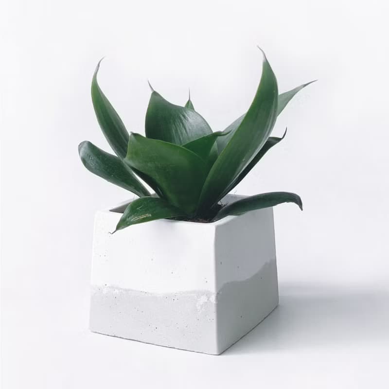(預購) 白灰漸層系列 | 稀有少見品種 墨綠虎尾蘭 方形水泥植栽