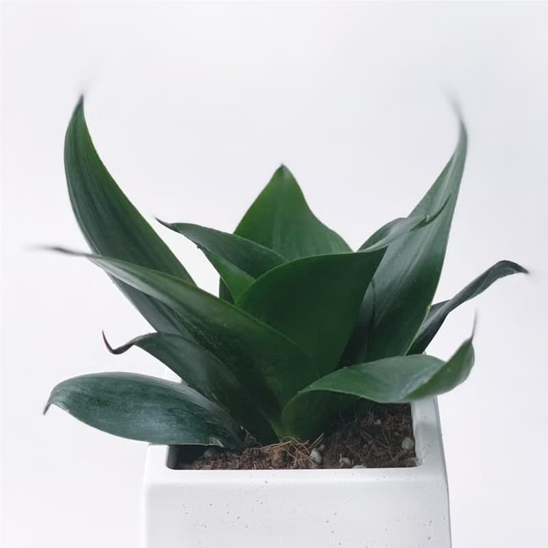 (預購) 白灰漸層系列 | 稀有少見品種 墨綠虎尾蘭 方形水泥植栽
