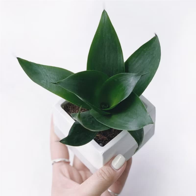 (預購) 白灰漸層系列 | 稀有少見品種 墨綠虎尾蘭 方形水泥植栽