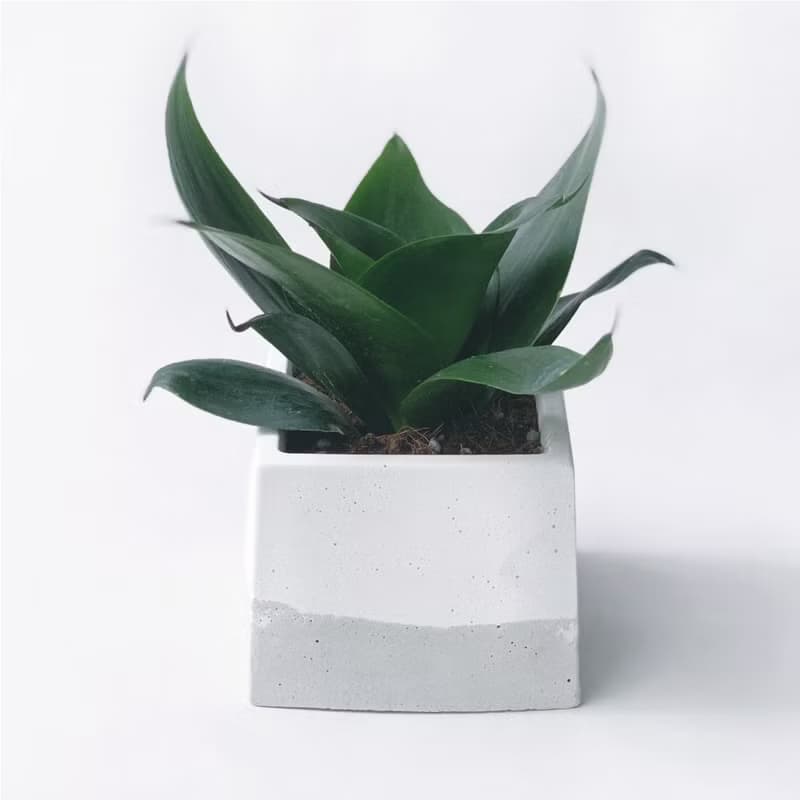 (預購) 白灰漸層系列 | 稀有少見品種 墨綠虎尾蘭 方形水泥植栽
