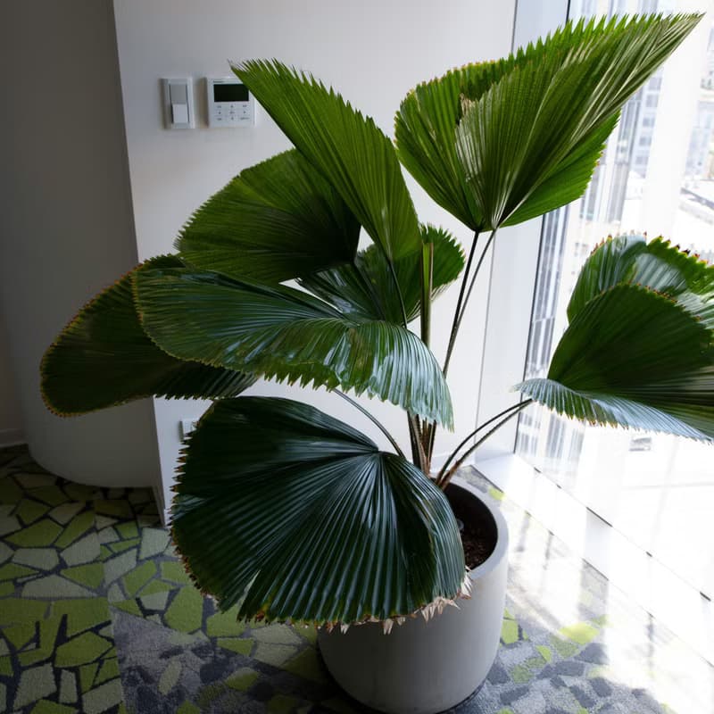 【室內盆栽】圓葉蒲葵盆栽 開幕盆栽 盆栽送禮 升遷送禮 發財樹