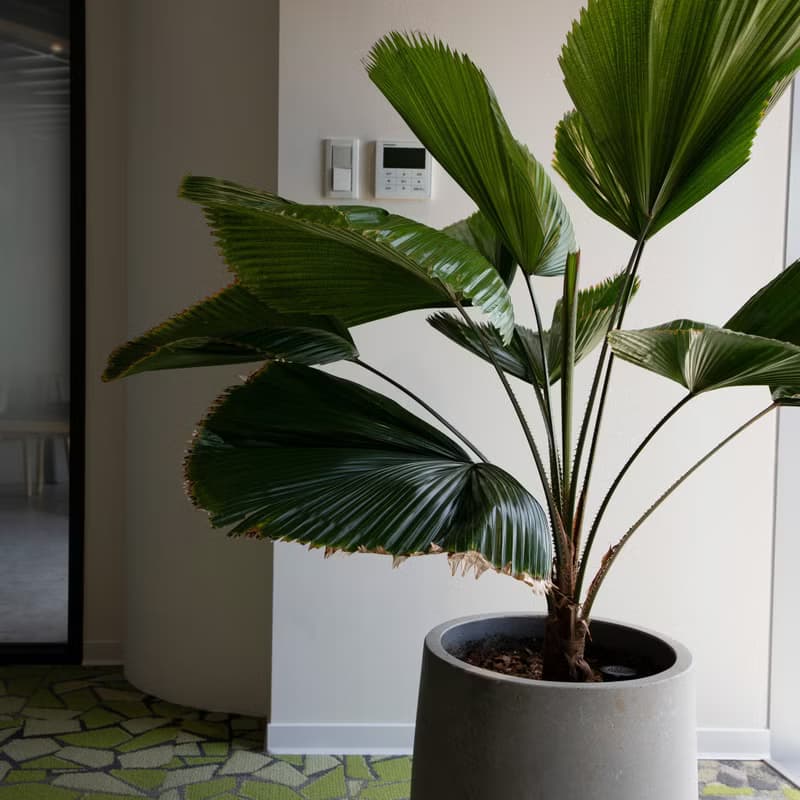 【室內盆栽】圓葉蒲葵盆栽 開幕盆栽 盆栽送禮 升遷送禮 發財樹