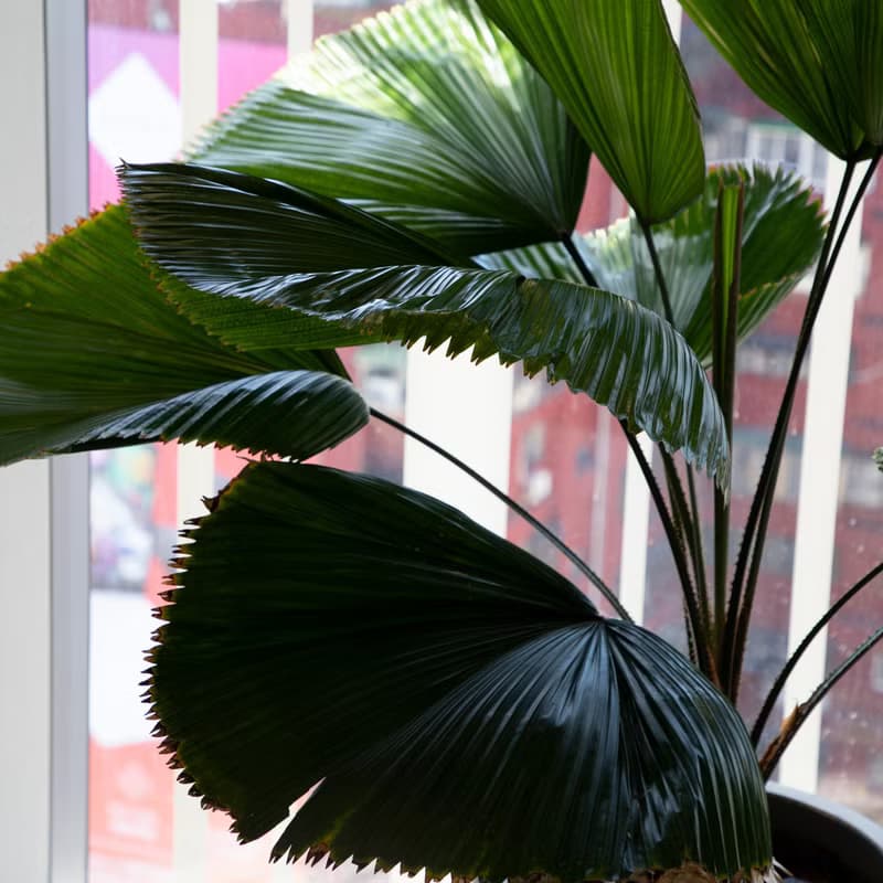 【室內盆栽】圓葉蒲葵盆栽 開幕盆栽 盆栽送禮 升遷送禮 發財樹