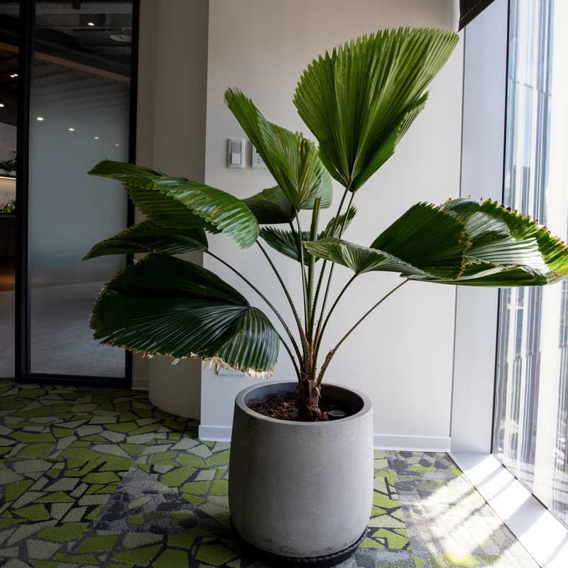 【室內盆栽】圓葉蒲葵盆栽 開幕盆栽 盆栽送禮 升遷送禮 發財樹