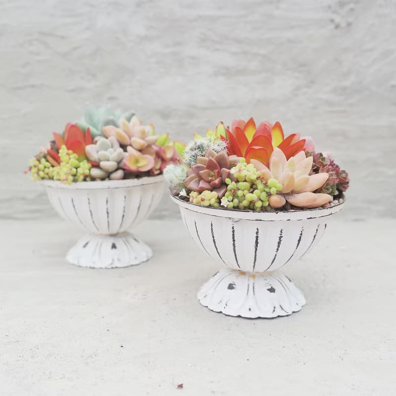 【荳荳多肉】【鐵器冠軍杯組合】喬遷│送禮│升遷│多肉植物