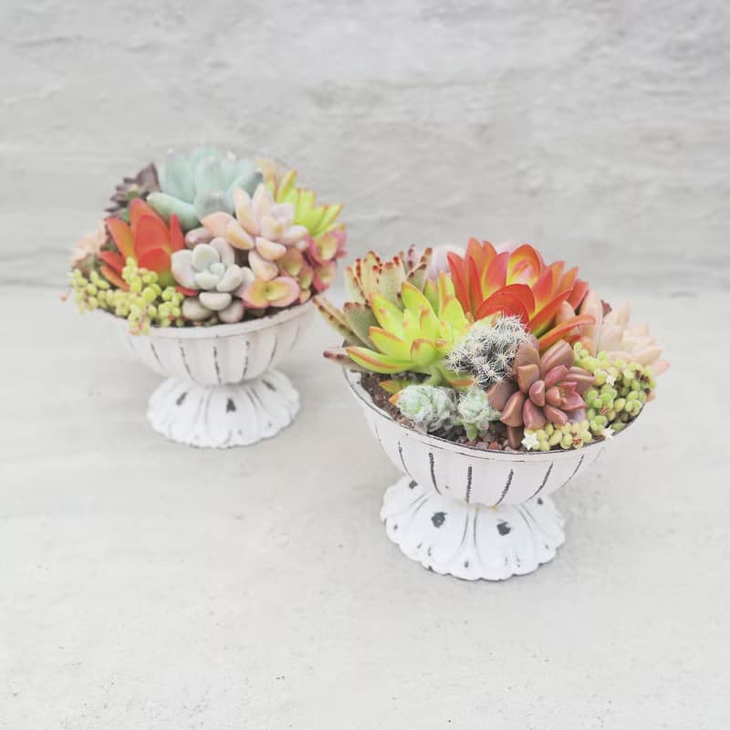 【荳荳多肉】【鐵器冠軍杯組合】喬遷│送禮│升遷│多肉植物