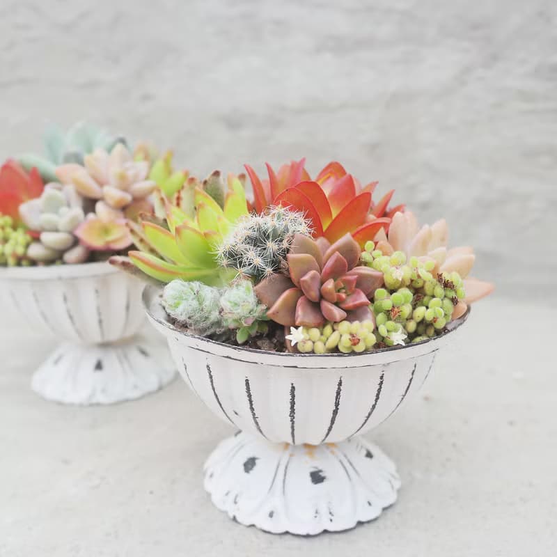 【荳荳多肉】【鐵器冠軍杯組合】喬遷│送禮│升遷│多肉植物