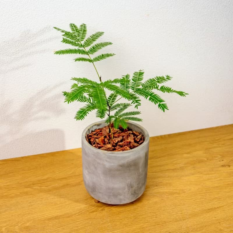 小豆樹木腳水泥盆栽 桌上盆栽 室內植物 開幕送禮 喬遷禮物