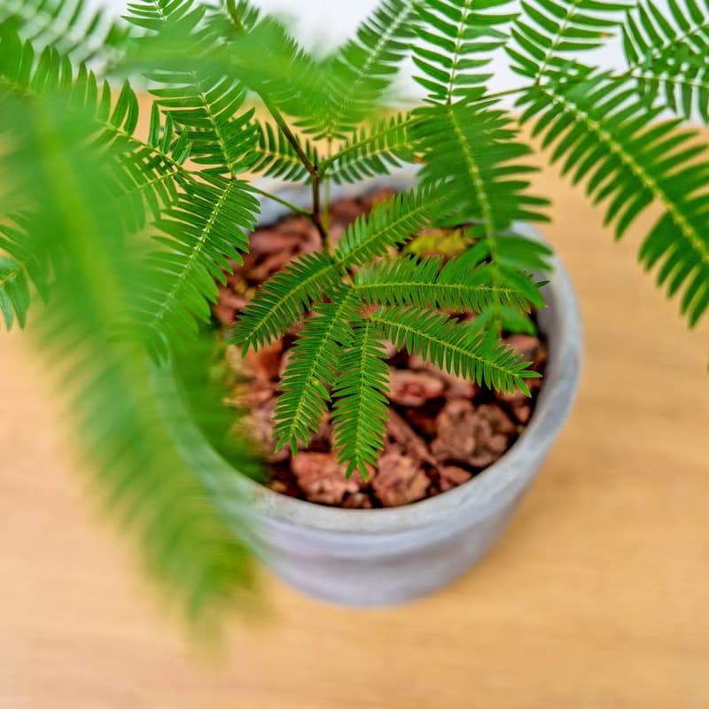小豆樹木腳水泥盆栽 桌上盆栽 室內植物 開幕送禮 喬遷禮物