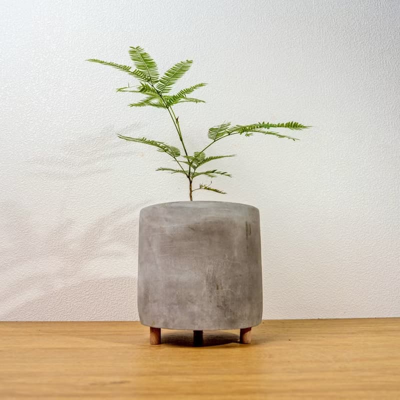 小豆樹木腳水泥盆栽 桌上盆栽 室內植物 開幕送禮 喬遷禮物