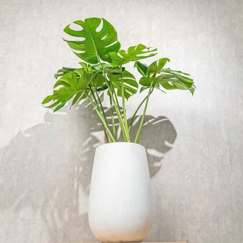 龜背芋水泥盆栽 落地盆栽 大盆栽 白水滴磨石花盆 開幕送禮