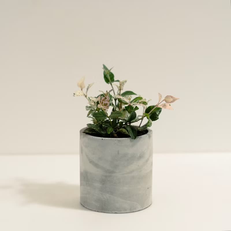 花葉絡石│泥作系列│福所栽