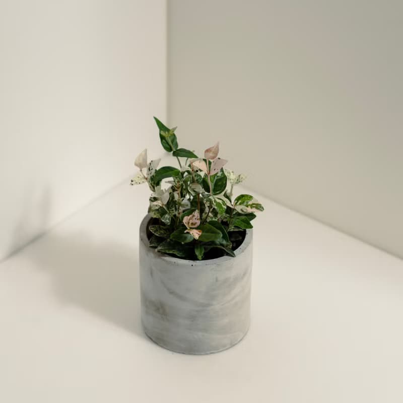花葉絡石│泥作系列│福所栽