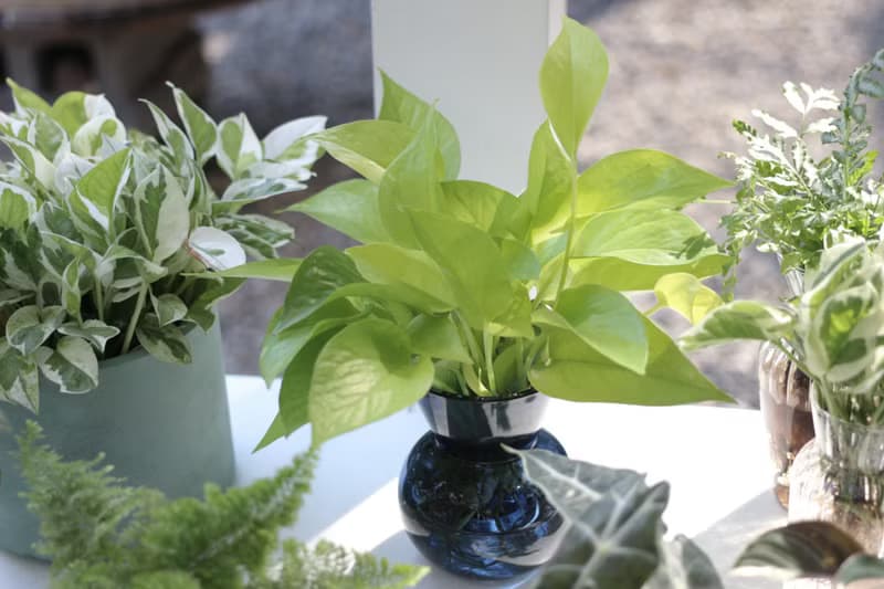 水培植栽│萊姆黃金葛_室內植物 辦公室盆栽 店內擺設 送禮