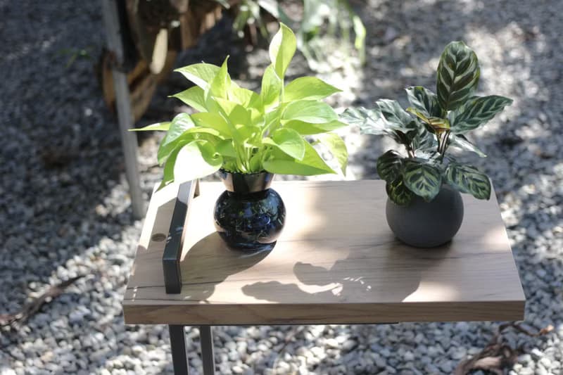 水培植栽│萊姆黃金葛_室內植物 辦公室盆栽 店內擺設 送禮