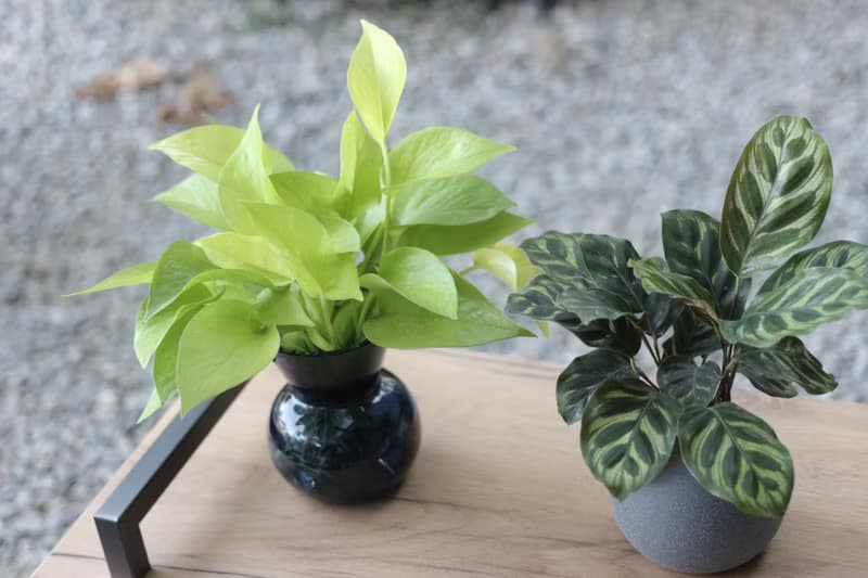 水培植栽│萊姆黃金葛_室內植物 辦公室盆栽 店內擺設 送禮