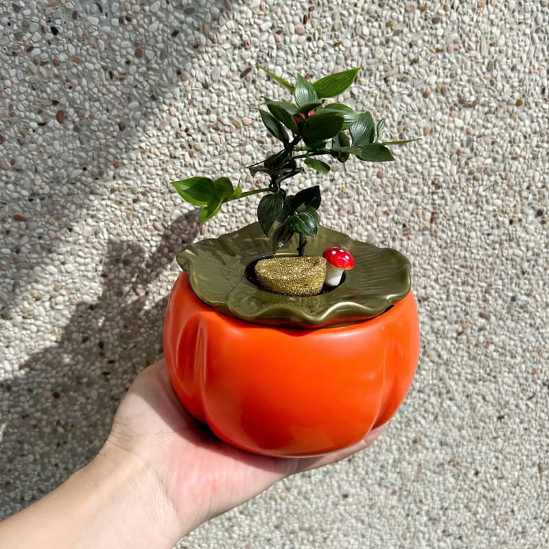 植栽 室內盆栽
