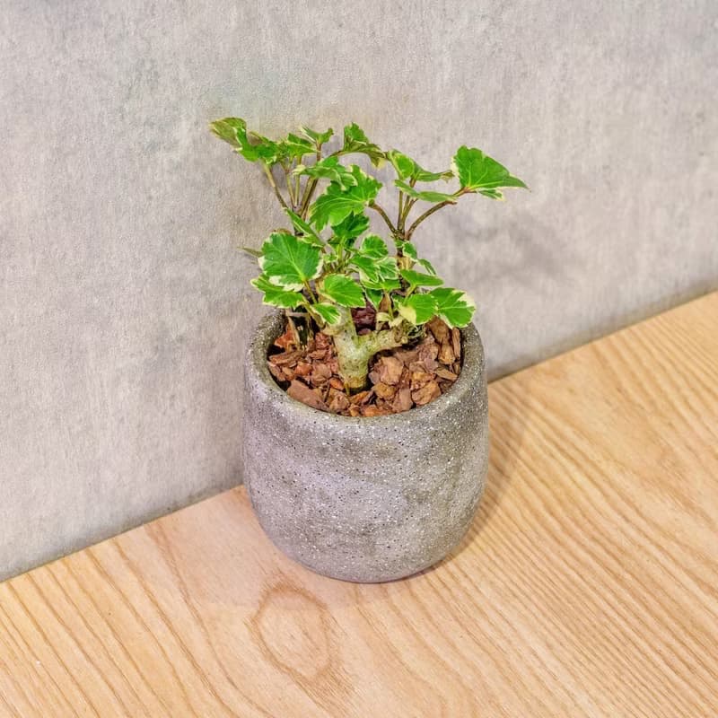 福祿桐 桌上型水泥盆栽 觀葉植物 禮物 盆栽 交換禮物 辦公室小物