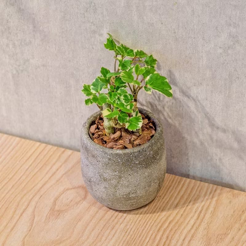 福祿桐 桌上型水泥盆栽 觀葉植物 禮物 盆栽 交換禮物 辦公室小物
