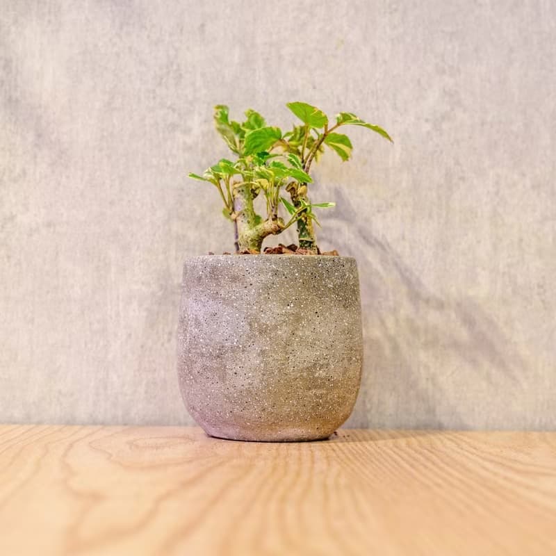 福祿桐 桌上型水泥盆栽 觀葉植物 禮物 盆栽 交換禮物 辦公室小物