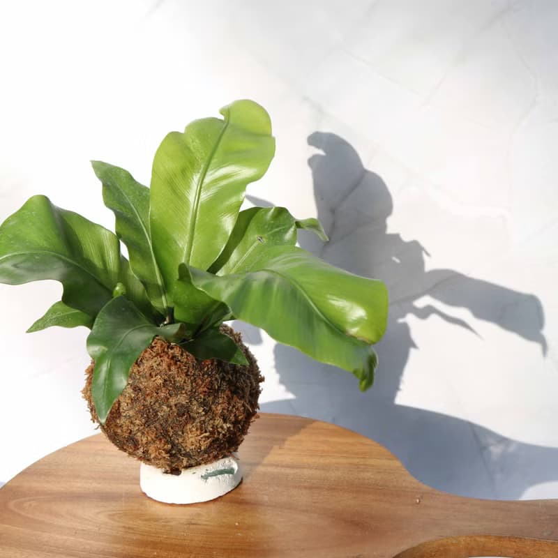 【山蘇苔球】 室內植物/ 居家擺設/ 室內植物