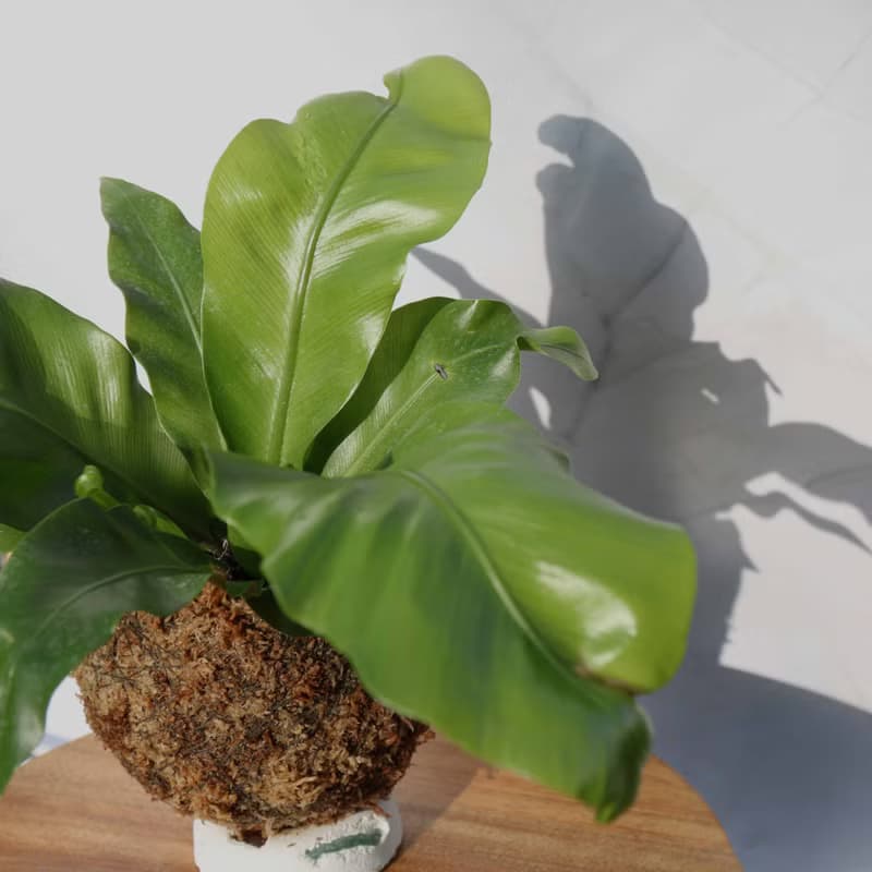【山蘇苔球】 室內植物/ 居家擺設/ 室內植物