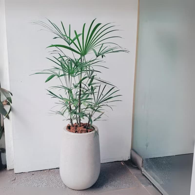 細葉棕櫚 小水磨盆