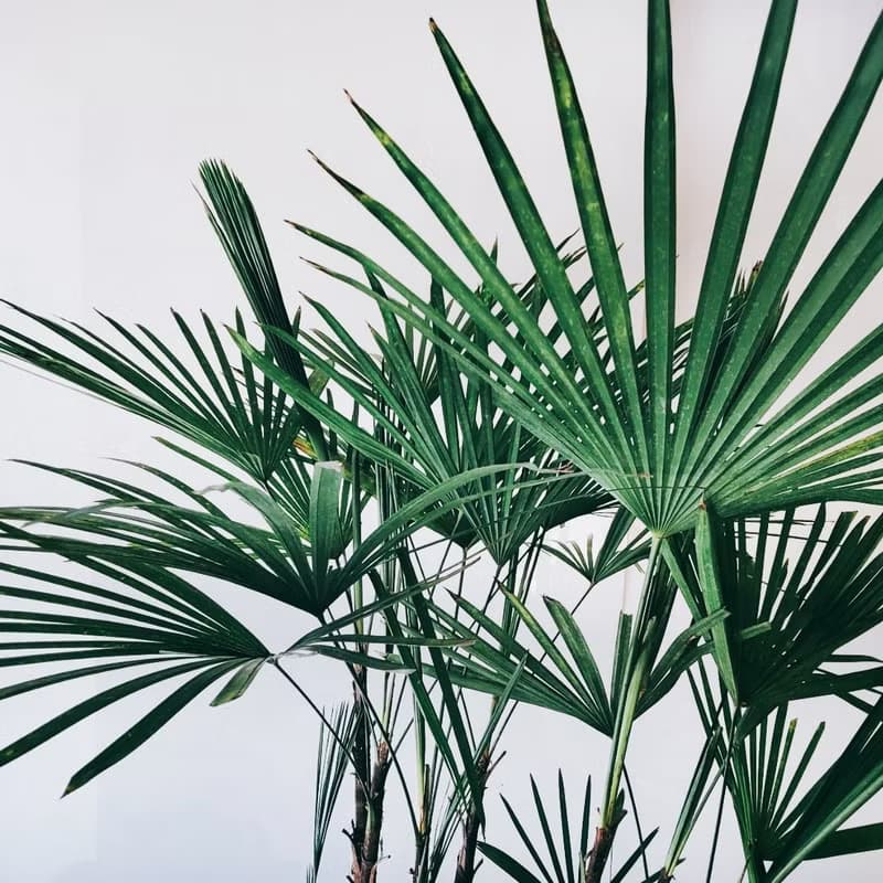 細葉棕櫚 小水磨盆