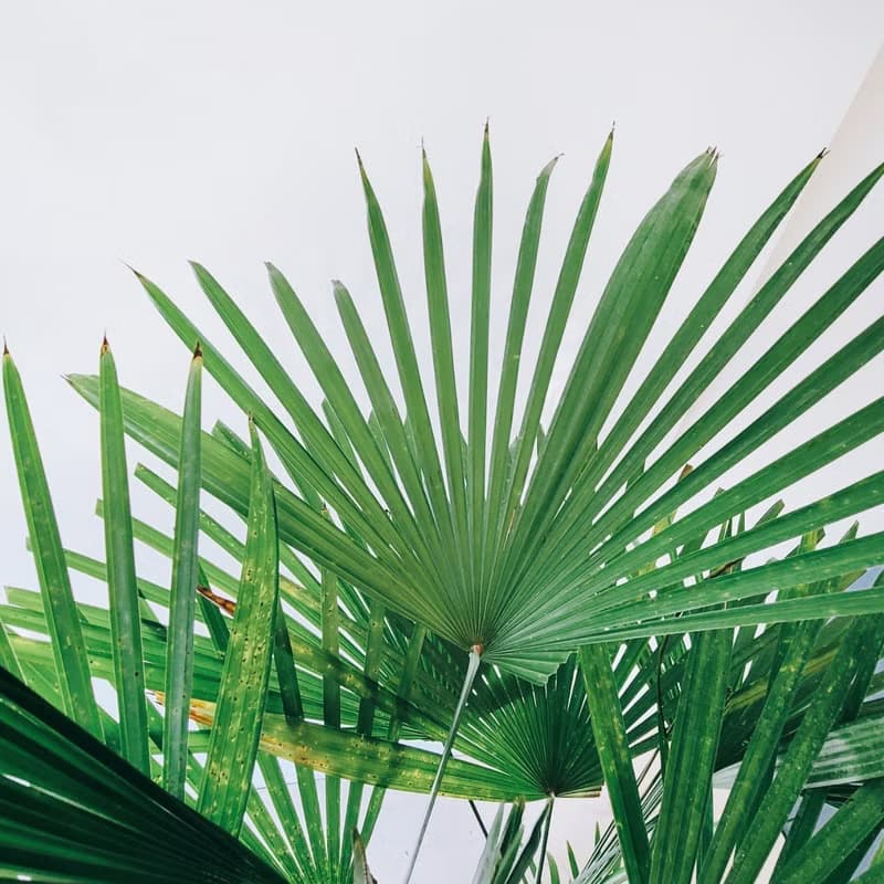 細葉棕櫚 小水磨盆