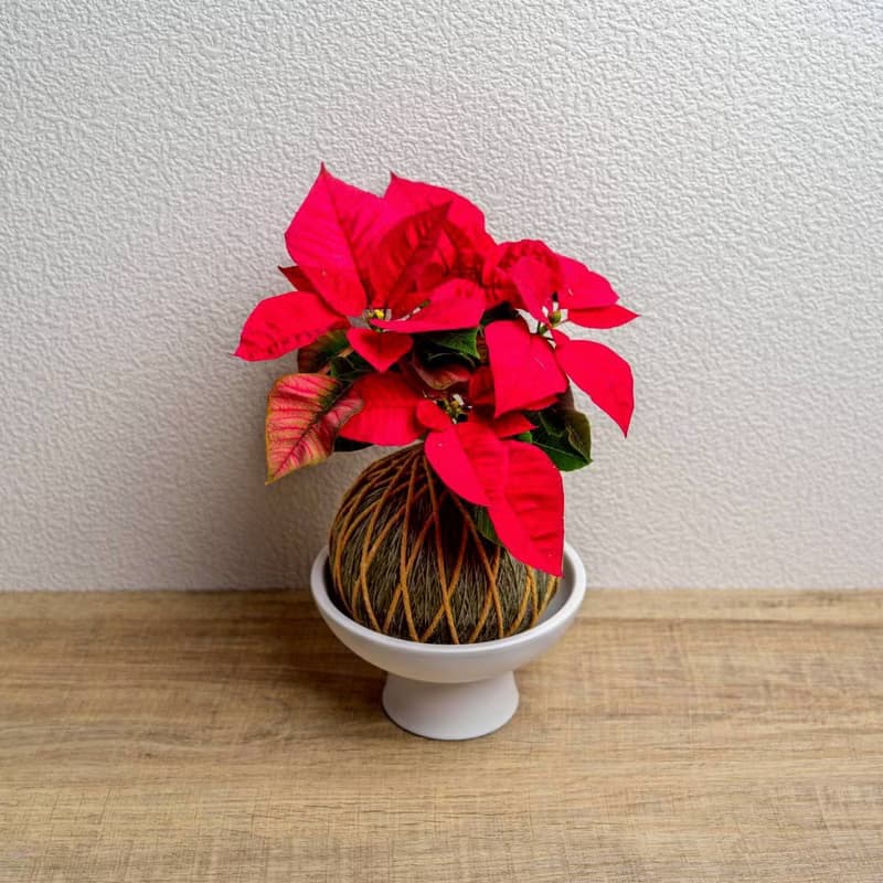 苔球植物 聖誕紅墨綠苔球加磨砂高腳缽 苔球 苔玉 禮物 送禮