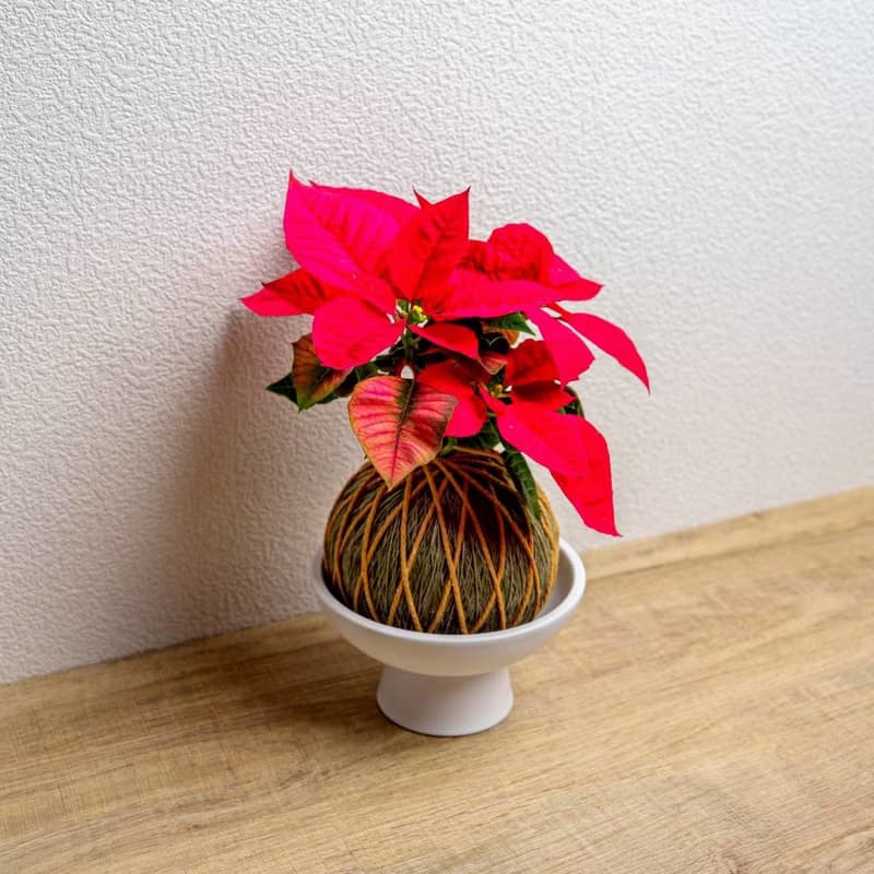 苔球植物 聖誕紅墨綠苔球加磨砂高腳缽 苔球 苔玉 禮物 送禮