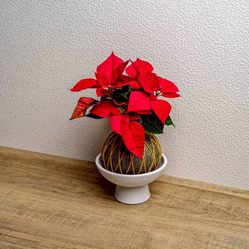 苔球植物 聖誕紅墨綠苔球加磨砂高腳缽 苔球 苔玉 禮物 送禮