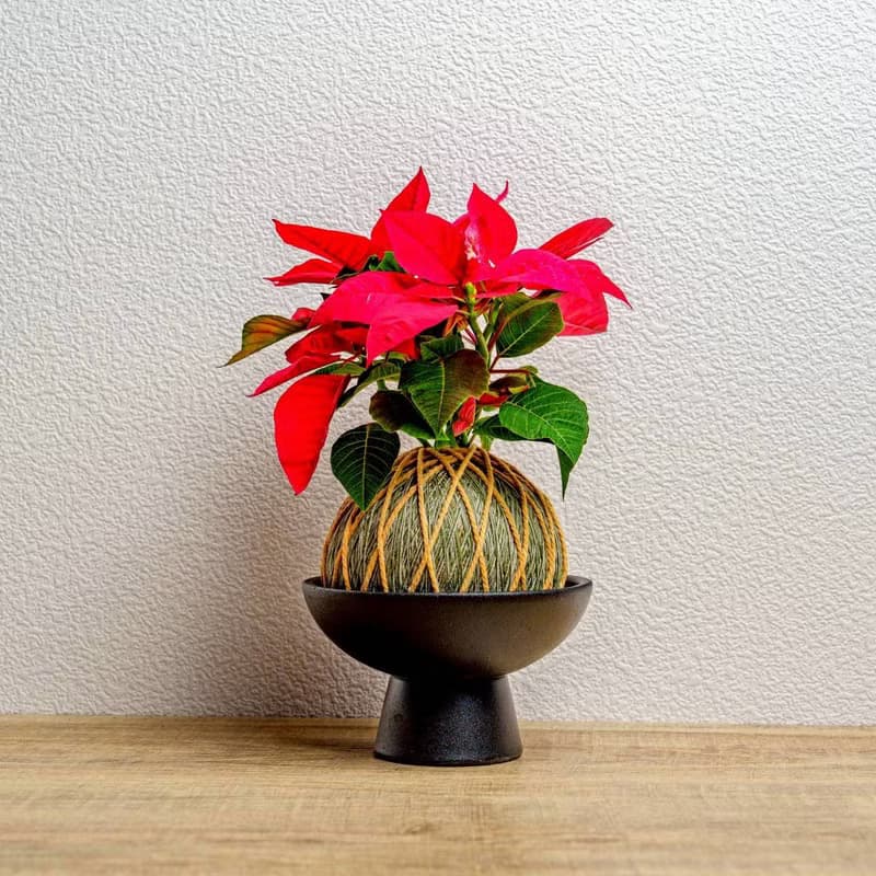 苔球植物 聖誕紅墨綠苔球加磨砂高腳缽 苔球 苔玉 禮物 送禮