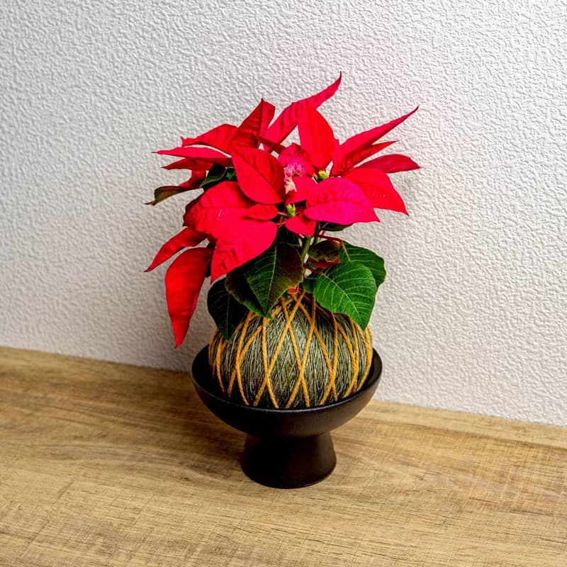 苔球植物 聖誕紅墨綠苔球加磨砂高腳缽 苔球 苔玉 禮物 送禮