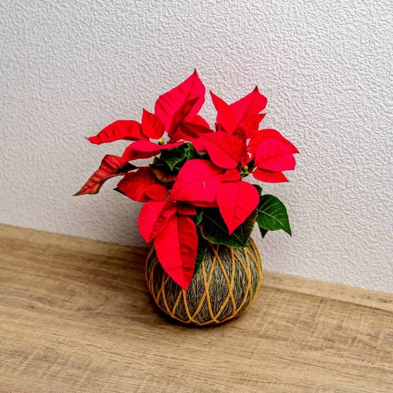 苔球植物 聖誕紅墨綠苔球加磨砂高腳缽 苔球 苔玉 禮物 送禮