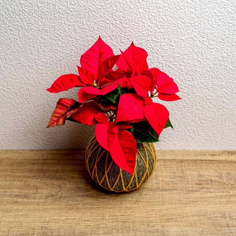 苔球植物 聖誕紅墨綠苔球加磨砂高腳缽 苔球 苔玉 禮物 送禮