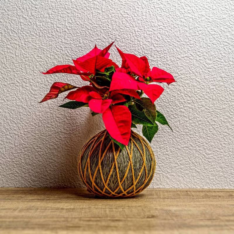 苔球植物 聖誕紅墨綠苔球加磨砂高腳缽 苔球 苔玉 禮物 送禮