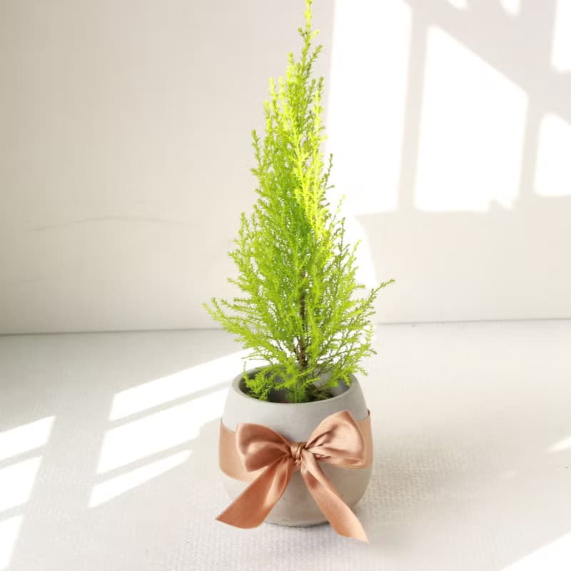 植栽 盆栽 l 香冠柏聖誕樹 百搭胖U水泥盆  福氣聚財 散光
