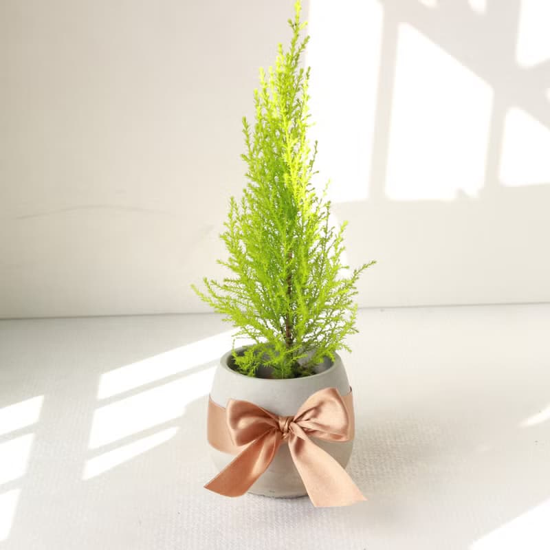 植栽 盆栽 l 香冠柏聖誕樹 百搭胖U水泥盆  福氣聚財 散光