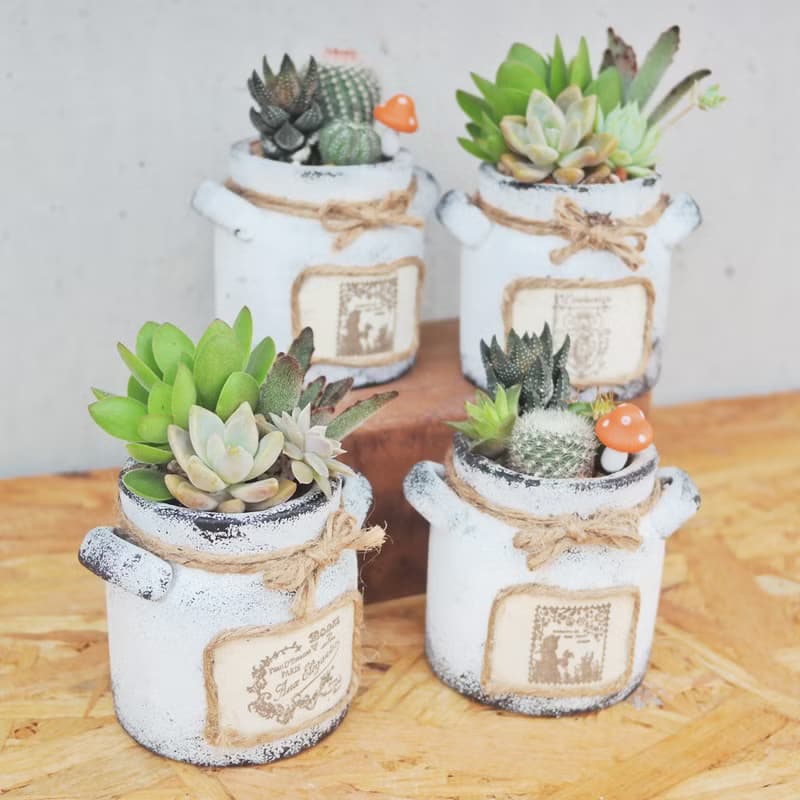 【荳荳多肉】【手繪牛奶泥盆組合】喬遷│送禮│升遷│多肉植物