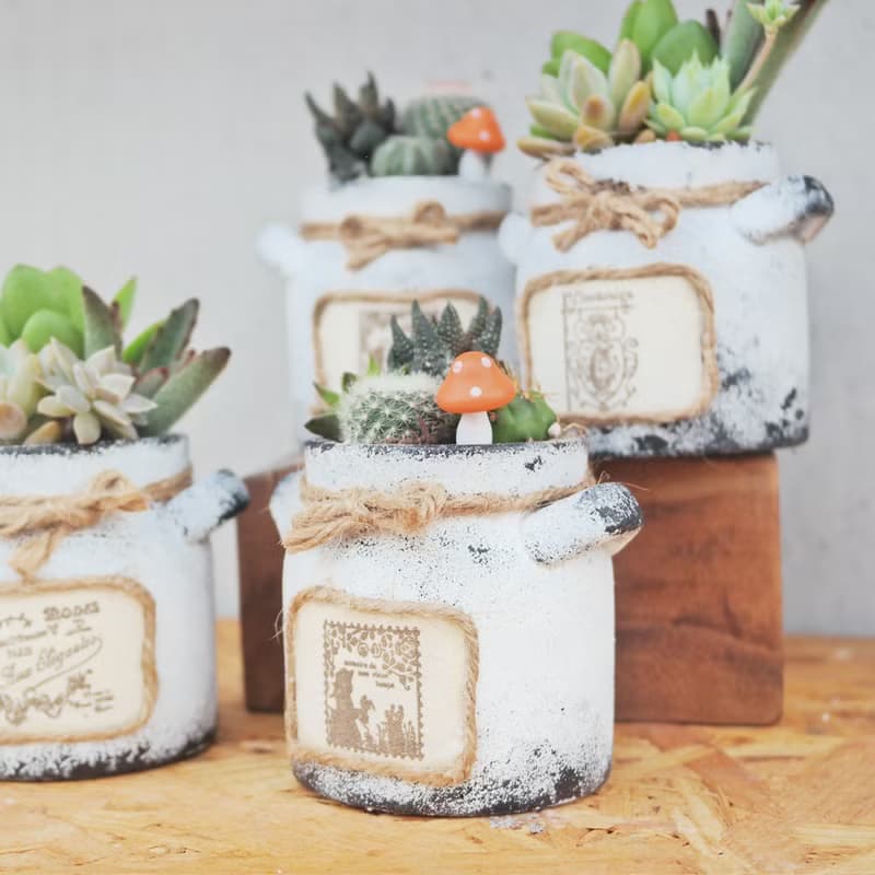 【荳荳多肉】【手繪牛奶泥盆組合】喬遷│送禮│升遷│多肉植物