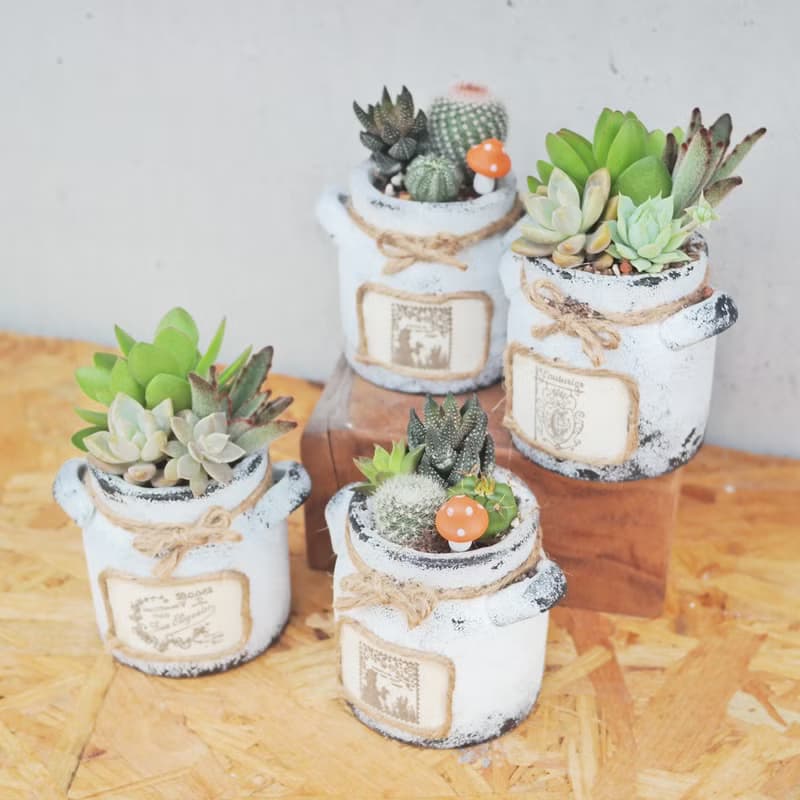 【荳荳多肉】【手繪牛奶泥盆組合】喬遷│送禮│升遷│多肉植物