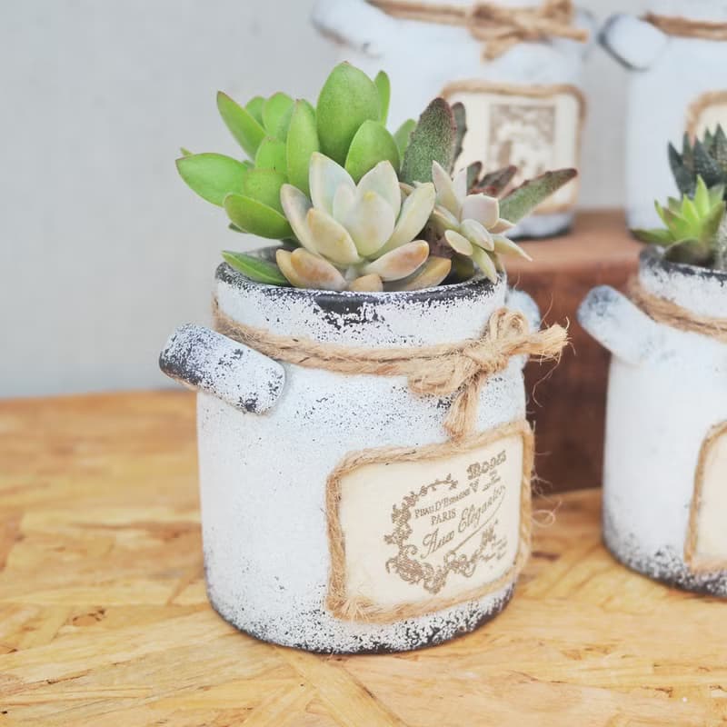 【荳荳多肉】【手繪牛奶泥盆組合】喬遷│送禮│升遷│多肉植物