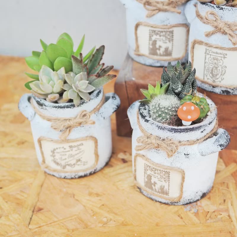 【荳荳多肉】【手繪牛奶泥盆組合】喬遷│送禮│升遷│多肉植物