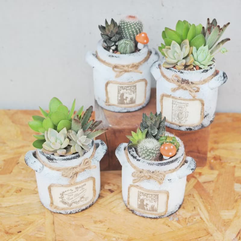 【荳荳多肉】【手繪牛奶泥盆組合】喬遷│送禮│升遷│多肉植物