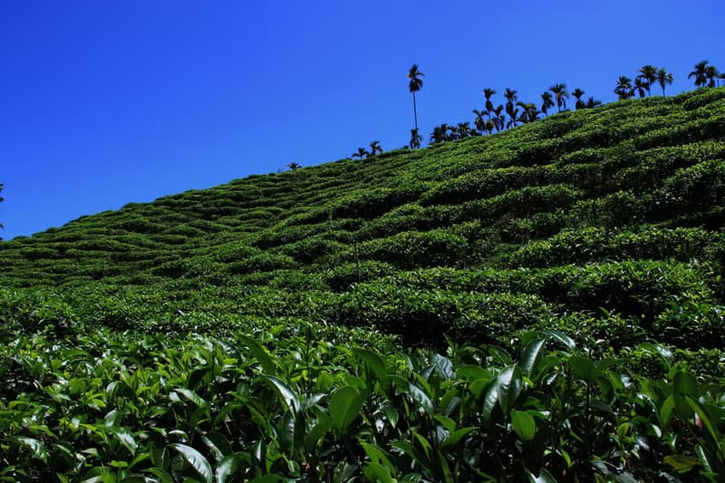【台灣日月潭紅茶】品味經典系列茶葉-50g/75g