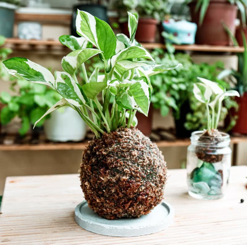 【材料包】DIY苔球材料包/ 含教學影片
