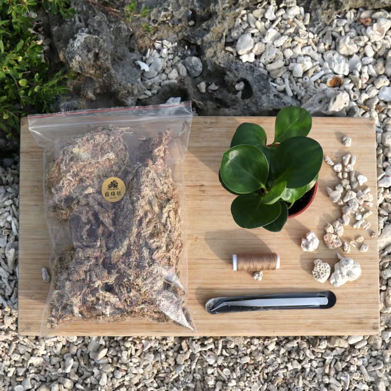 【材料包】DIY苔球材料包/ 含教學影片