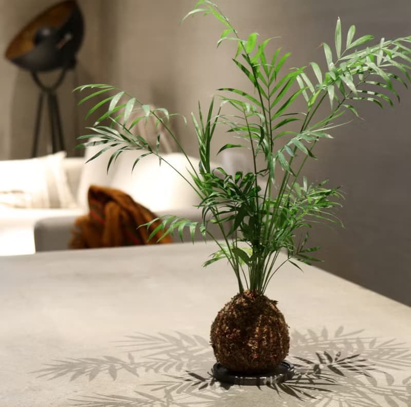 【材料包】DIY苔球材料包/ 含教學影片
