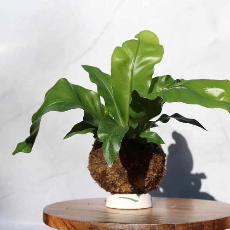 【材料包】DIY苔球材料包/ 含教學影片